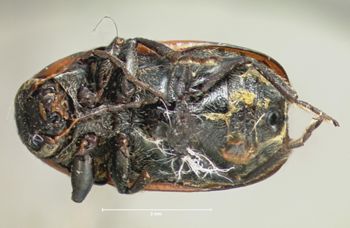 Media type: image; Entomology 9271   Aspect: habitus ventral view
